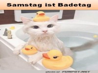 Kätzchen-Enten-Bad: Spaß am Samstag!