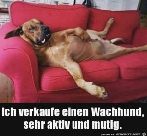 Klasse-Wachhund.jpg auf www.funpot.net