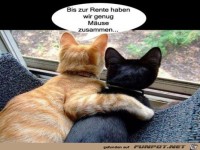 M�use zusammen kratzen