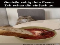 Katze beobachtet dich