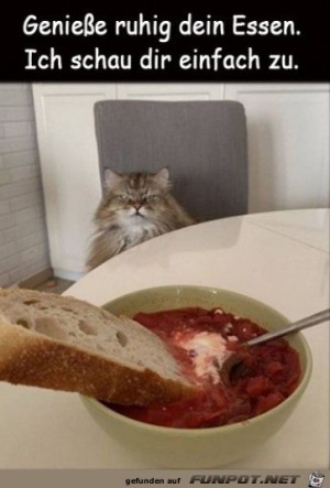 Katze-beobachtet-dich.jpg auf www.funpot.net