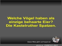 Welche V�gel haben als einzige behaarte Eier?