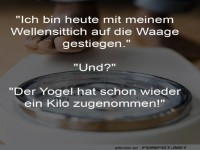 Lustiger Dialog über einen Wellensittich