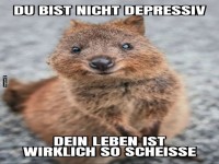Quokka mit humorvollem Spruch