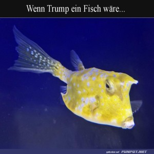 Lustiger-Fischvergleich-humorvoll-erklrt.jpg von Luka22