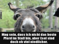 Lustiger Esel mit humorvollem Spruch