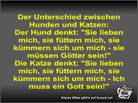 Der Unterschied zwischen Hunden und Katzen