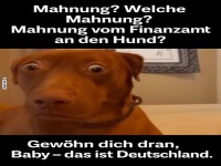 Wenn der Hund Post vom Finanzamt bekommt