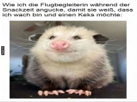 Keksblick im Flieger