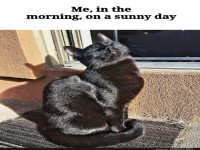 Katzen-Sonnenanbeter Deluxe