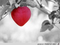 apfel-herz-form