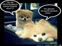 Sind die Verr�ckten online