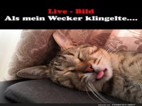 Als der Wecker klingelte