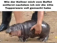 Lustige Szene: Hippo wird weggetragen