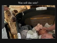 Hund vs. Baby: Der groe Augenblick des Staunens!