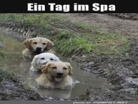 Wellnesstag f�r Hunde