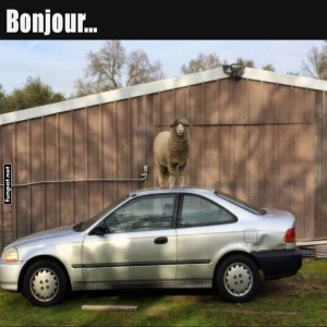 Schaf-on-the-Car-Roof:-Bonjour-Edition.jpg von Bela