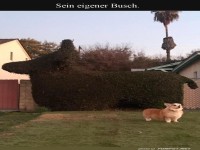 Corgi-Busch: Wenn Du und Dein Busch eins seid!