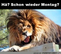 Montag.jpg auf www.funpot.net
