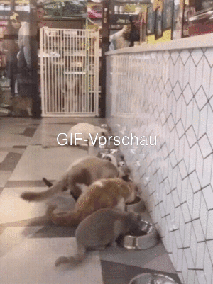 witziges Video 'Tiere an unterschiedlichen Plätzen' FUNPOT
