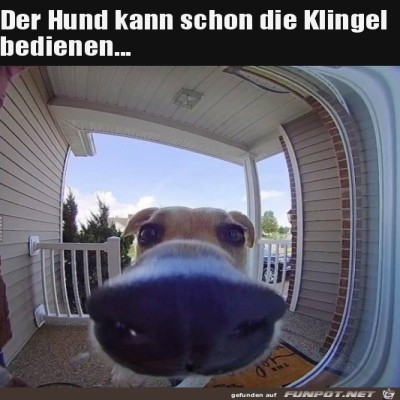 Hund-kann-klingeln.jpg von Matteo