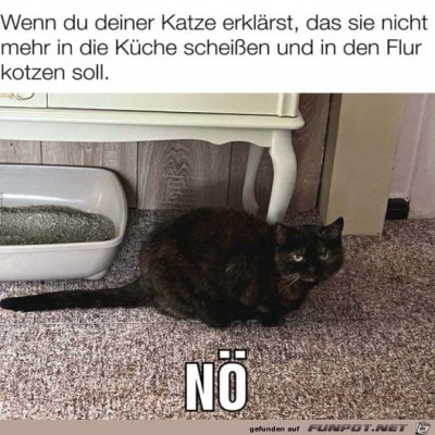 Katze-sieht-das-nicht-ein.jpg von Matteo