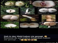 Geh in den Wald