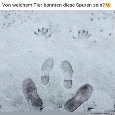 Komische-Tierspuren.jpg von Alya