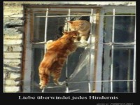 Liebe �berwindet jedes Hindernis