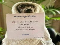 Hundemantel-Poet: Schnauze voll von K�lte!