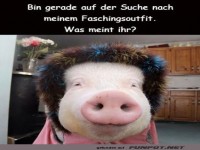 Schwein im Faschingsfieber!