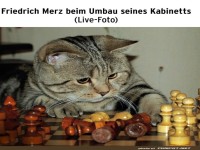 Katzenstrategen bei der Arbeit!