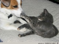 Spielende Hausgenossen