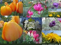 Herzliche Fruehlingsgruesse