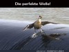 weiter