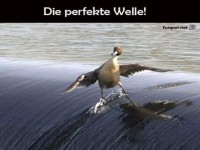 Ente surft auf einer perfekten Welle