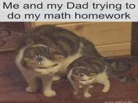 Cats Struggling with Math Homework