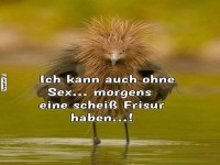 Bad Hair Day: Vogel-Edition!