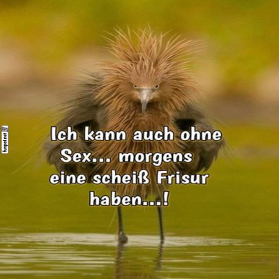Bad-Hair-Day:-Vogel-Edition!.jpg von Joe2007