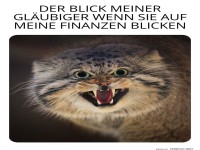 Wenn Katzen Steuerprüfer wären
