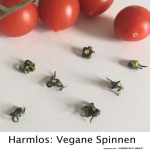 Vegane-Spinnen-Invasion-bei-Tomatenparty!.jpg von Matilda