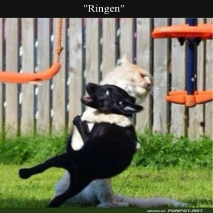 fun-Bild: Swinging into Wrestling