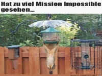 Akrobatisches H�rnchen