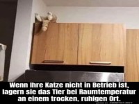 Katze ist au�er Betrieb