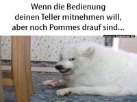 Hund sch�tzt seinen Teller