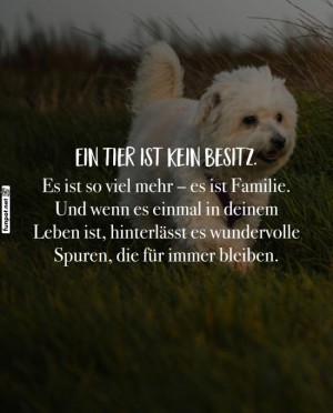 Ein-Tier-ist-mehr-als-ein-Besitz.jpg auf www.funpot.net