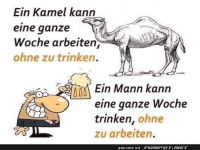 Witziges Kamel vs. Mann Meme