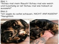 Lustiger Katzencomic: Bauch zeigen, nicht anfassen