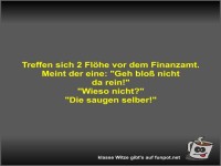 Treffen sich 2 Flhe vor dem Finanzamt