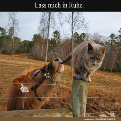 Kuh-vs.-Katze:-Wer-wird-den-Zaun-regieren?.jpg von Leif